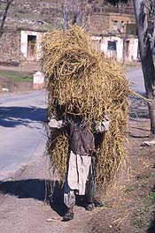 Photograph by Paul Starkey ɍG ALT=