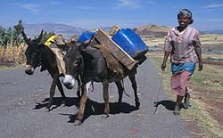 Photograph by Paul Starkey LT=