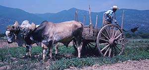 Photograph by Paul Starkey ࡬t=