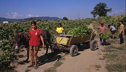 Photograph by Paul Starkey ࡬t=