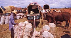 Photograph by Paul Starkey ࡬t=