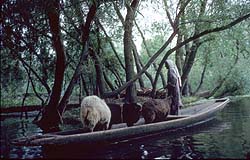 Photograph by Paul Starkey LT=