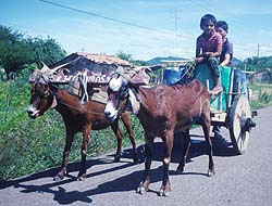 Photograph by Paul Starkey LT=