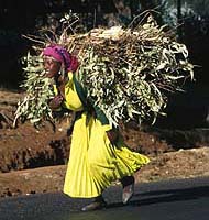 Photograph by Paul Starkey ࡬t=