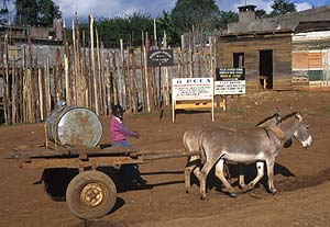 Young boy controlling a donkey cart in Kenya