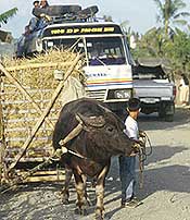 Traneau tir par un buffle aux Philippines